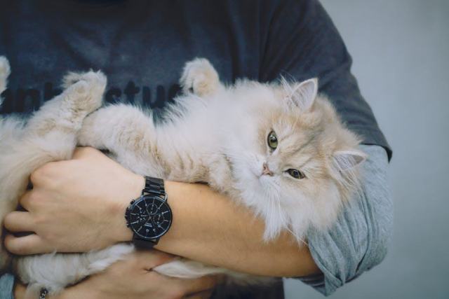 Horloge chien : détail produit et avis Horloge chien : détail produit et avis