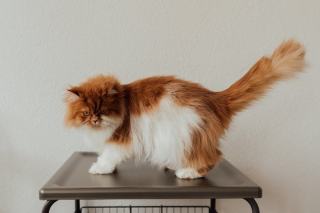 Horloge disque vinyle | Chat Bada