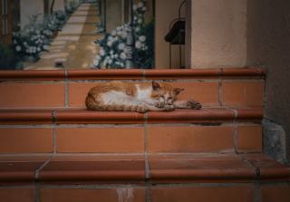 Horloge chat vintage : cadeau chat original sur Chat Bada