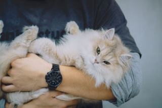 Horloge chat vintage : cadeau chat original sur Chat Bada