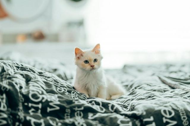 Housse de couette chat : notre sélection féline