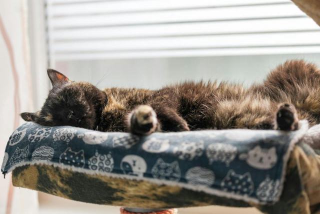 Couette imprime chat : détail produit et avis