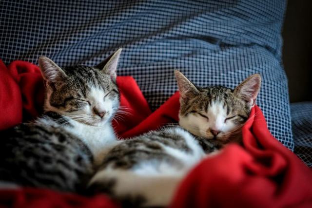 Couverture avec chat : détail produit et avis