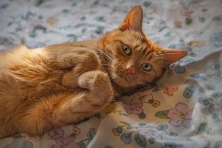 Couvre lit chat | Chat Bada