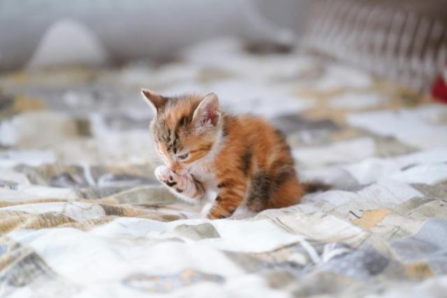 Couvre lit chat : détail produit et avis Couvre lit chat : détail produit et avis