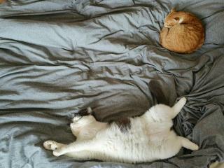Housse de couette 200x200 chat | Chat Bada