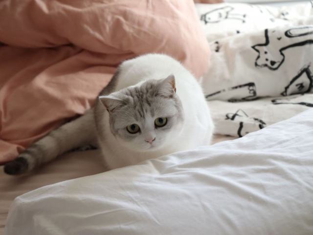 Housse de couette chat 1 personne : détail produit et avis