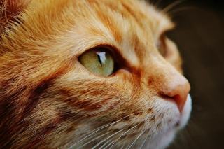 Chat guerrier : cadeau chat original sur Chat Bada