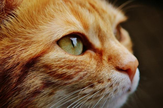 Chat guerrier : l'accessoire chat qu'il vous faut Chat guerrier : l'accessoire chat qu'il vous faut