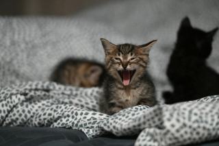 Housse de couette chat noir | Chat Bada