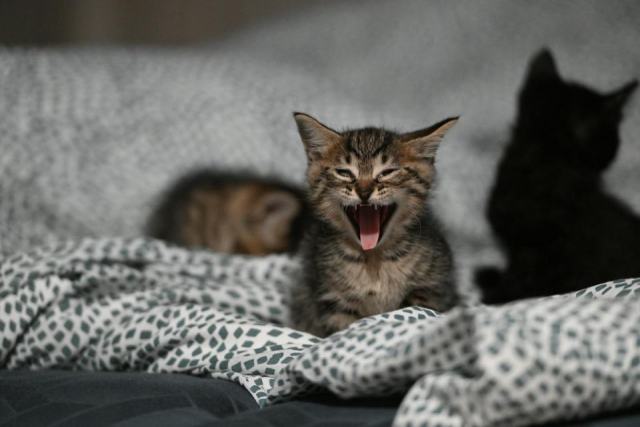 Housse de couette chat noir : détail produit et avis