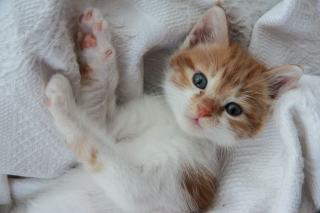 Housse de couette chaton 220x240 | Chat Bada