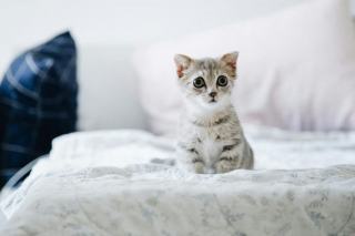 Housse de couette chatons | Chat Bada