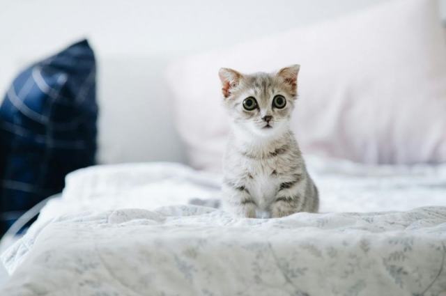 Housse de couette chatons : détail produit et avis