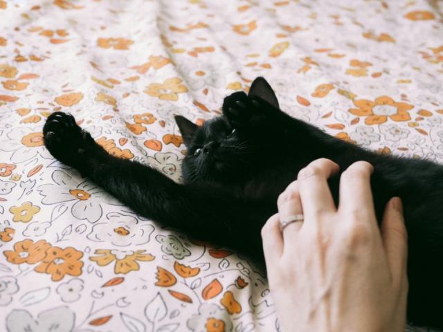 Housse de couette papillon : l'accessoire chat qu'il vous faut