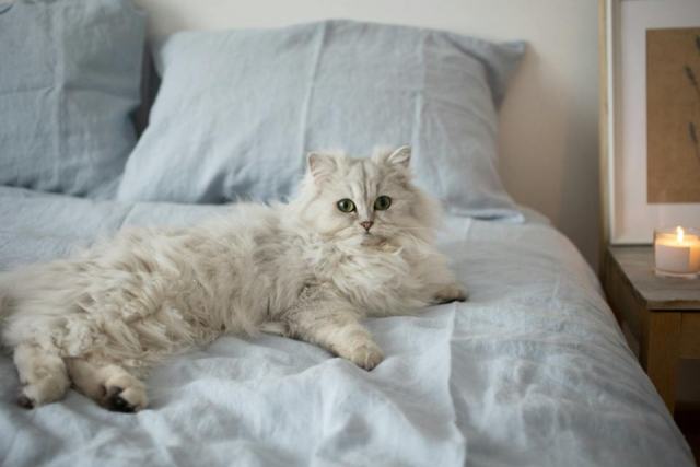 Parure lit chat : détail produit et avis