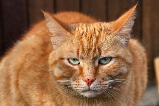 Chat shrek : cadeau chat original sur Chat Bada