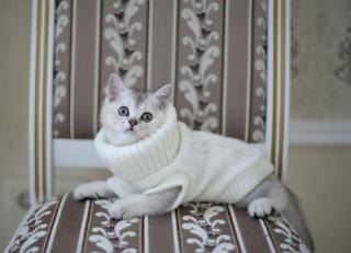 Pull pour chat : sélection originale sur Chat Bada