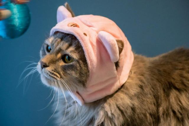 Pull à capuche oreille de chat : détail produit et avis