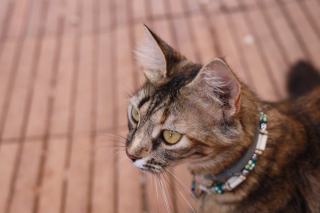 Pull oreille de chat | Chat Bada