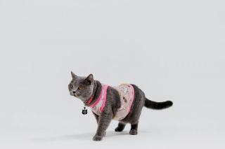 Pyjama chat : sélection originale sur Chat Bada