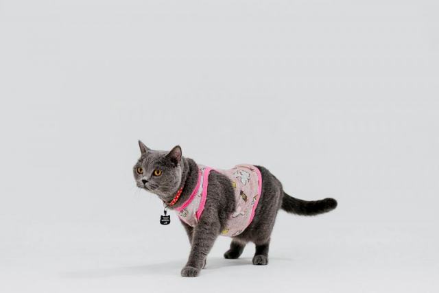 Pyjama chat : notre selection feline Pyjama chat : notre sélection féline