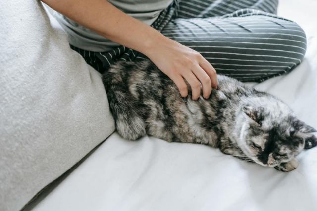 Combinaison pyjama chat adulte : détail produit et avis