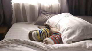 Pyjama le chat : cadeau chat original sur Chat Bada