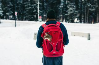 Sac bulle chat : sélection originale sur Chat Bada