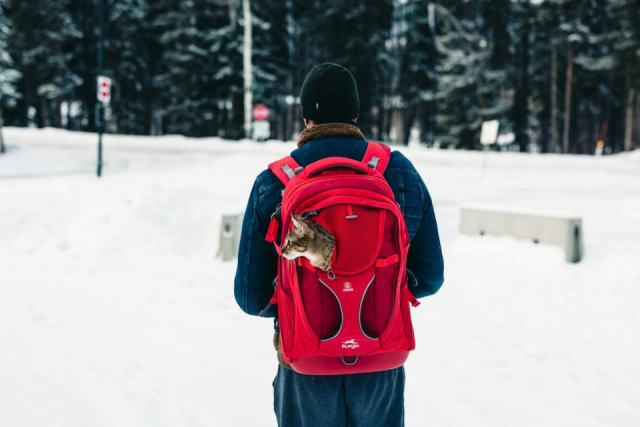 Sac bulle chat : notre sélection féline