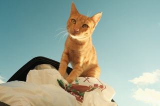 Sac à dos transport chat hublot | Chat Bada