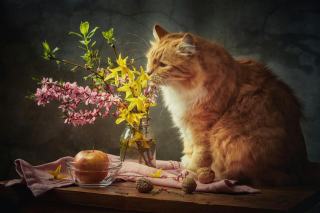 Tableau chat : sélection originale sur Chat Bada
