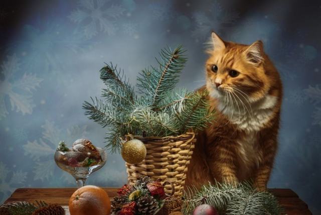 Peinture chat noel : l'accessoire chat qu'il vous faut