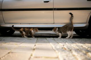 Bagarres de chats : cadeau chat original sur Chat Bada