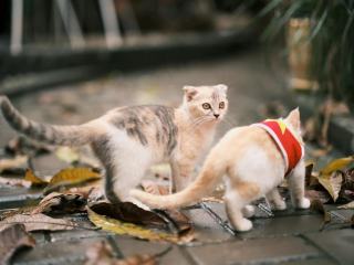 Banane chat : cadeau chat original sur Chat Bada