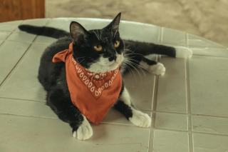 Tableau chat bandana : cadeau chat original sur Chat Bada