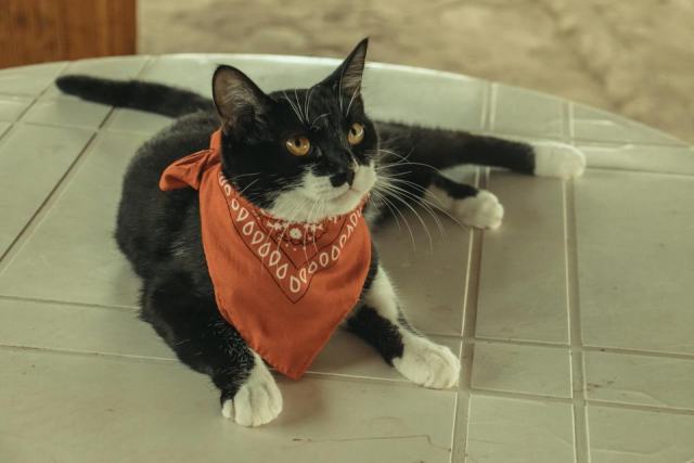 Tableau chat bandana : l'accessoire chat qu'il vous faut Tableau chat bandana : l'accessoire chat qu'il vous faut