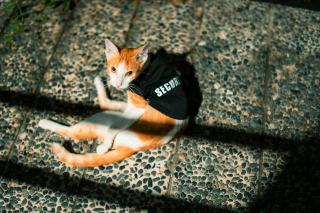 T-shirt chat : sélection originale sur Chat Bada