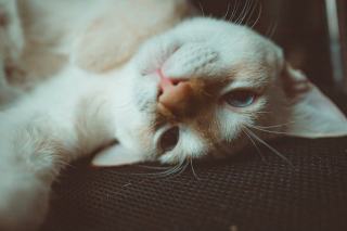 Trousse de maquillage chat | Chat Bada