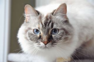 Chat Bada, : boutique féline et blog chat
