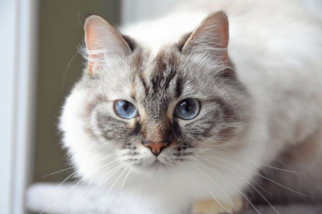 Chat Bada, : boutique féline et blog chat