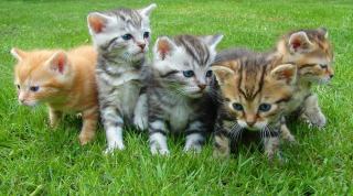 Conditions générales de vente : boutique et blog pour chats