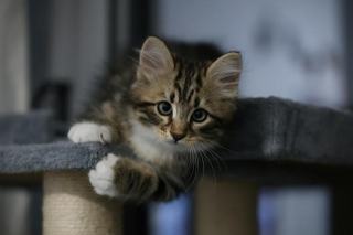 Arbre à chat artisanal : cadeau chat original sur Chat Bada