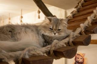Arbre a chat design luxe : cadeau chat original sur Chat Bada