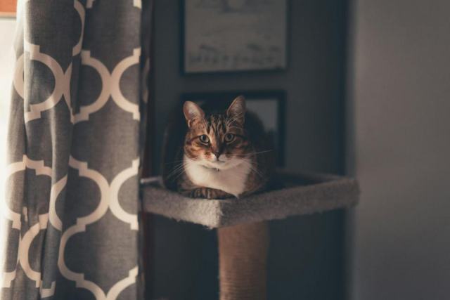 Arbre a chat griffoir pas cher : l'accessoire chat qu'il vous faut