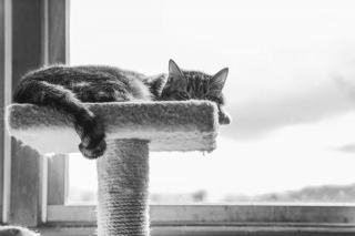 Arbre a chat haut : cadeau chat original sur Chat Bada