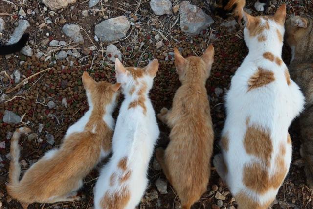 Arbre a chat haut : l'accessoire chat qu'il vous faut