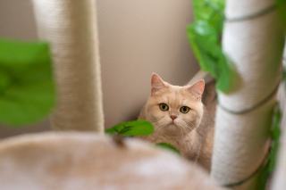 Arbre a chat maison : cadeau chat original sur Chat Bada