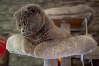 Arbre a chat original : cadeau chat original sur Chat Bada