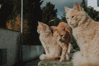 Arbre a chat pompon : cadeau chat original sur Chat Bada